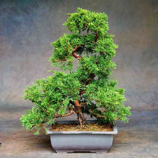 bonsai kaufen, China Wacholder, Gartenbonsai