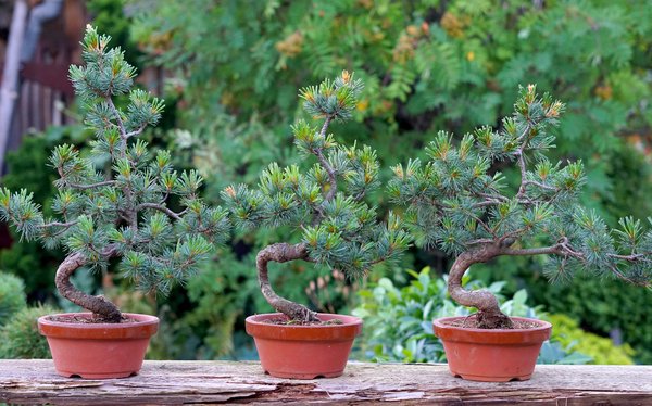 bonsai, japanische Mädchenkiefer, Gartenbonsai