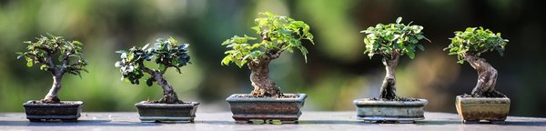 bonsai, bonsai kaufen, bonsai shop