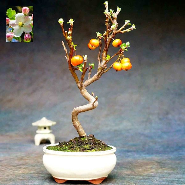 bonsai, bonsai kaufen, Apfelbaum