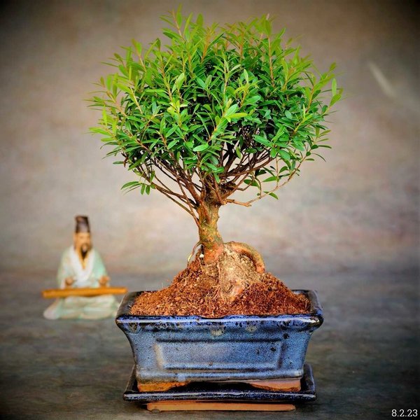 Bonsai, bonsai kaufen, Zimmerbonsai kaufen