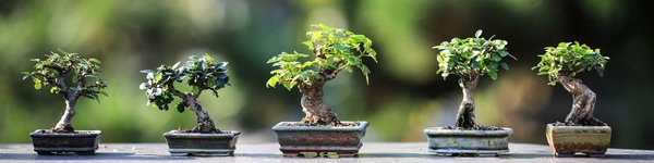 bonsai kaufen, bonsai, bonsaischale, zimmerbonsai, bonsai online